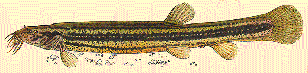 Piskoř pruhovaný
(Misgurnus fossilis)